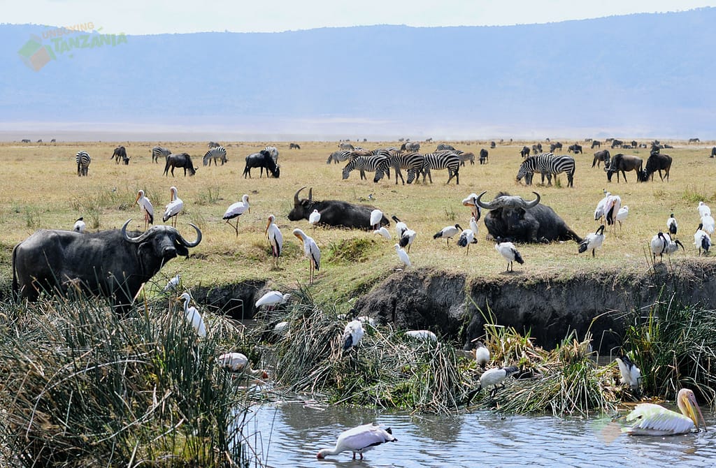 Spot at a water pool innside the Ngorngoro Crater