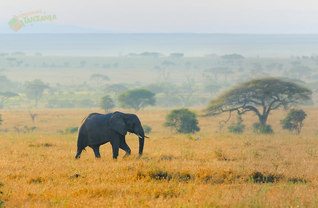 Male Elephant strolling about in the Serengeti