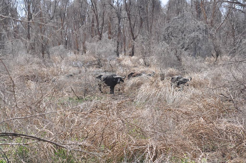 Buffalos are hiding in the bush