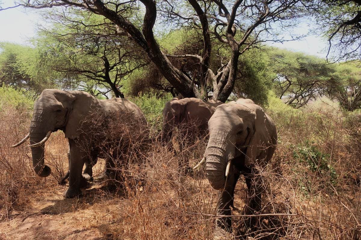 We will remember our Safari forever