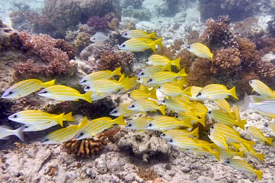 under water at the riff in view