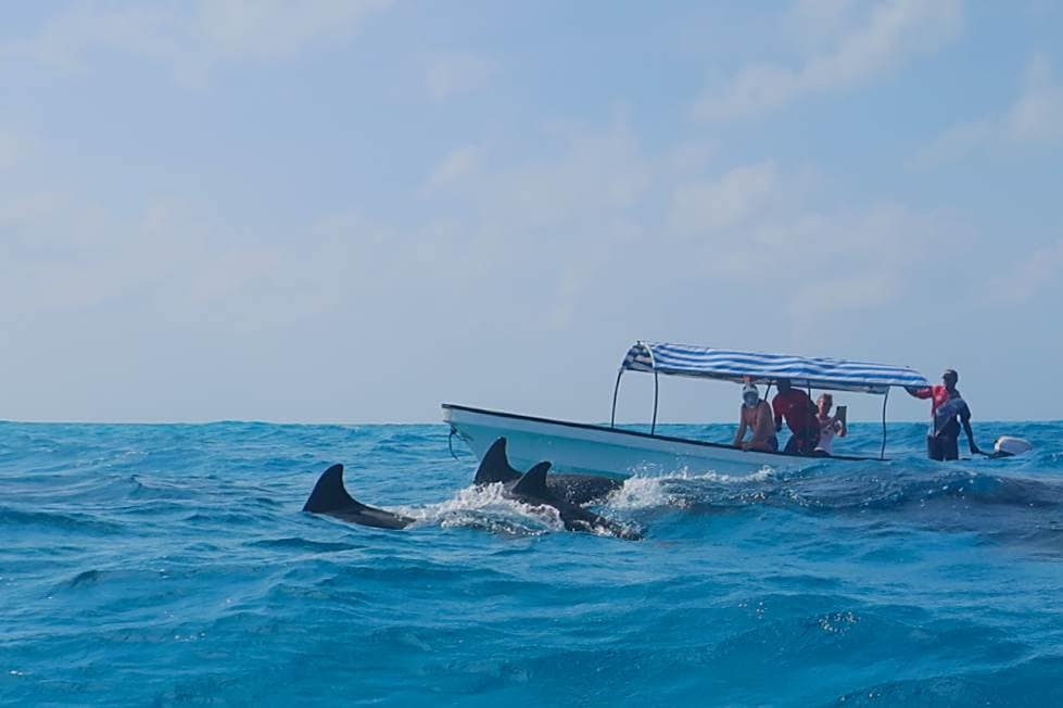 Seeing Dolphins is incredible and snorkeling with Dolphins is unforgettable